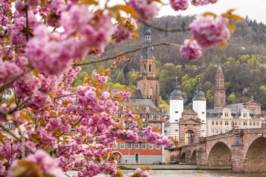 HD_AlteBruecke_Fruehling_ (c)Heidelberg Marketing, Foto Tobias Schwerdt
