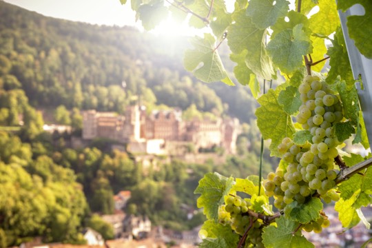 HD_Weinberg_Clauer © Heidelberg Marketing GmbH