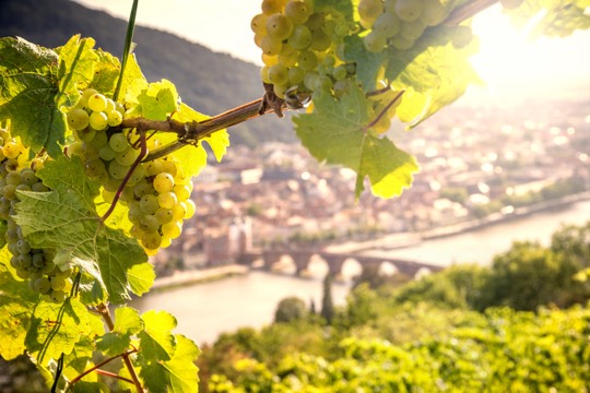 HD_Weinberg_Clauer 2 © Heidelberg Marketing GmbH